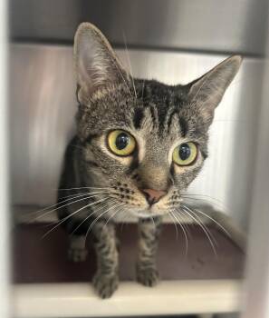 Simba -  Domestic Short Hair and Tabby Cat for Adoption in Mendham, New Jersey - Simba | PetCurious