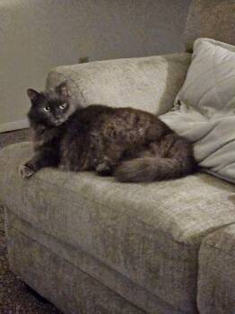 Flint -  Domestic Short Hair Cat for Adoption in Cincinnati, Ohio - Flint | PetCurious