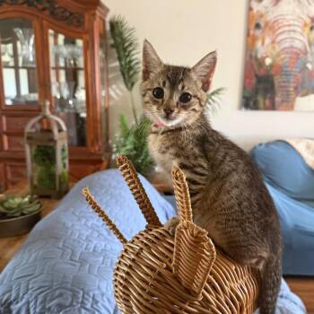 Remi -  Domestic Short Hair Cat for Adoption in Tustin, California - Remi | PetCurious