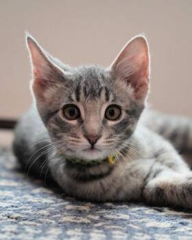 Matcha -  Domestic Short Hair Cat for Adoption in Frisco, Texas - Matcha | PetCurious