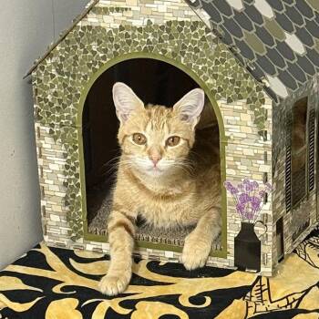 Butterscotch -  Domestic Short Hair Cat for Adoption in Cumming, Georgia - Butterscotch | PetCurious