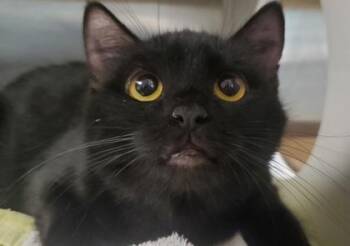 Domestic Short Hair Cats Available for Adoption in Kansas City, Missouri - Acra | PetCurious