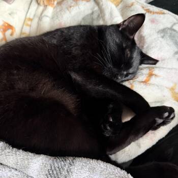 Phoenix II -  Domestic Short Hair Cat for Adoption in Houston, Texas - Phoenix II | PetCurious