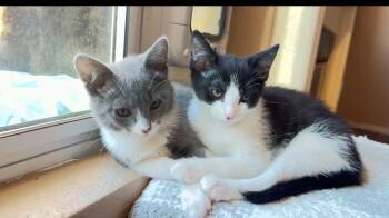 Gigi and Bella -  Domestic Short Hair Cat for Adoption in Elk Grove, California - Gigi And Bella | PetCurious