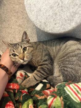 Anchovy -  Domestic Short Hair Cat Available for Adoption in Dallas, Texas - Anchovy | PetCurious