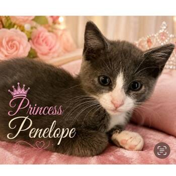 Princess Penelope -  Domestic Short Hair Cat for Adoption in Homestead, Florida - Princess Penelope | PetCurious