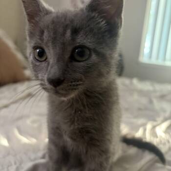 Thing (Addams family) -  Domestic Medium Hair Cat for Adoption in Hayward, California - Thing (Addams Family) | PetCurious