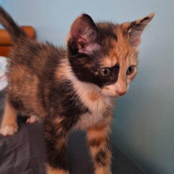 Domestic Short Hair Cats Available for Adoption in Grantsville, Utah - Magnolia Aka Mini Wheat | PetCurious