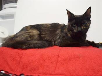 DOMINIQUE -  Domestic Medium Hair and Domestic Short Hair Cat for Adoption in Sacramento, California - DOMINIQUE | PetCurious