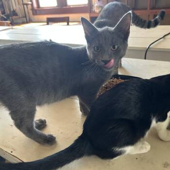 Flint -  Domestic Short Hair Cat for Adoption in Springdale, Arkansas - Flint | PetCurious