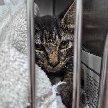 Crackers -  Domestic Short Hair Cat for Adoption in Ardmore, Oklahoma - Crackers | PetCurious