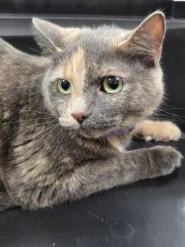 BARBIE -  Domestic Short Hair Cat for Adoption in Aliquippa, Pennsylvania - BARBIE | PetCurious