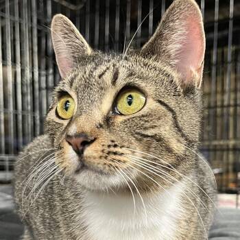 Peppermint Patty -  Domestic Short Hair Cat for Adoption in Bloomfield, New Jersey - Peppermint Patty | PetCurious