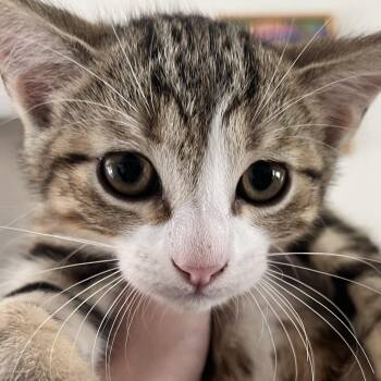 Jerry -  Domestic Short Hair Cat for Adoption in Santa Ana, California - Jerry | PetCurious