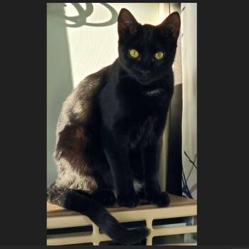 Tag -  Domestic Short Hair Cat Available for Adoption in Menasha, Wisconsin - Tag | PetCurious