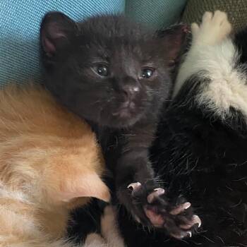 Rescue Domestic Short Hair and Burmese Cats for Adoption in Columbus, Ohio - Jade | PetCurious