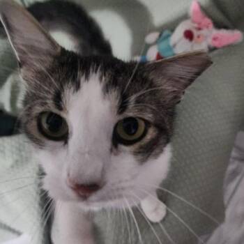 Domestic Short Hair Cats Available for Adoption in Boston, Massachusetts - Will | PetCurious