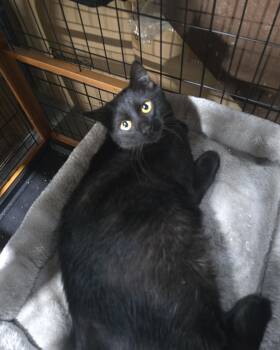Rescue Domestic Short Hair Cats for Adoption in Elizabeth, Pennsylvania - Calvin & Hobes(HOBES) | PetCurious