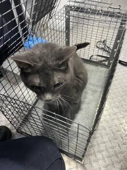 ROXIE -  Domestic Short Hair Cat for Adoption in Fort Myers, Florida - ROXIE | PetCurious