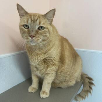 Lumberjack -  Domestic Short Hair Cat for Adoption in Binghamton, New York - Lumberjack | PetCurious