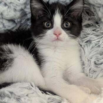 Jujyfruit -  Domestic Short Hair Cat for Adoption in Fenton, Michigan - Jujyfruit | PetCurious