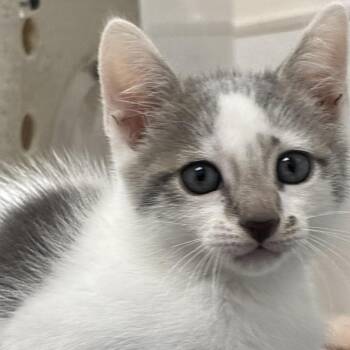 Powder Puff -  Domestic Short Hair Cat for Adoption in Philadelphia, Pennsylvania - Powder Puff | PetCurious