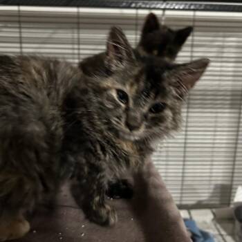 Domestic Long Hair Cats Available for Adoption in Midland, Texas - Khaleesi | PetCurious