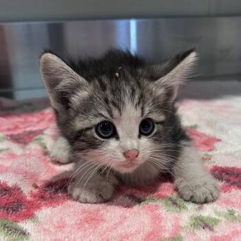 Bingo* -  Domestic Short Hair Cat for Adoption in San Gabriel, California - Bingo* | PetCurious