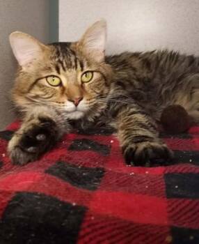 Tyler (Barn Cat) -  Domestic Medium Hair Cat for Adoption in Waupaca, Wisconsin - Tyler (Barn Cat) | PetCurious