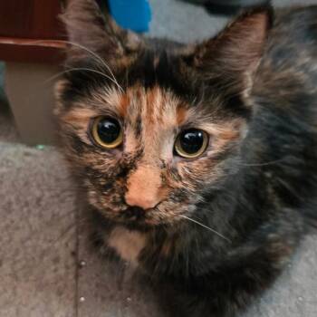 Candi ARC26 - 345 -  Domestic Long Hair Cat for Adoption in Akron, New York - Candi ARC26 - 345 | PetCurious