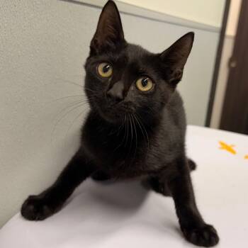 Mittens -  Domestic Short Hair Cat for Adoption in Tampa, Florida - Mittens | PetCurious