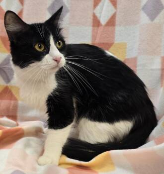 Domestic Medium Hair Cats Available for Adoption in Murphysboro, Illinois - Lily | PetCurious