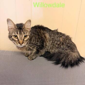 Domestic Long Hair Cats Available for Adoption in Buffalo, Minnesota - Willowdale *Meet Me At Eagan Petsmart* | PetCurious