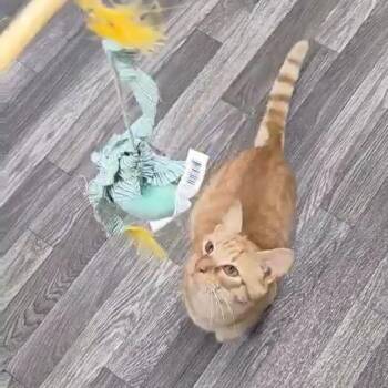 Domestic Short Hair Cats Available for Adoption - Skynyrd | PetCurious