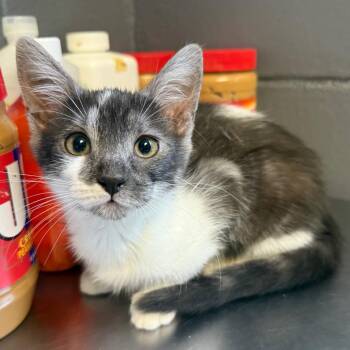 Domestic Short Hair Cats Available for Adoption in Tuscaloosa, Alabama - TUSC-Stray-84523 | PetCurious