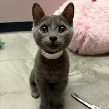 Clover 53957 -  Domestic Short Hair Cat for Adoption in Las Vegas, Nevada - Clover 53957 | PetCurious