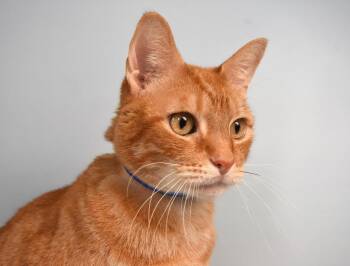 MOOKIE -  Domestic Short Hair Cat for Adoption in Loveland, Colorado - MOOKIE | PetCurious