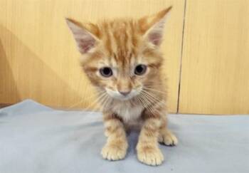 TIGER -  Domestic Short Hair Cat for Adoption in Brentwood, Missouri - TIGER | PetCurious