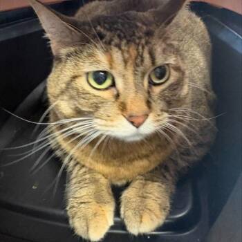 Tink -  Domestic Short Hair Cat for Adoption in Des Moines, Iowa - Tink | PetCurious