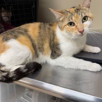 Domestic Short Hair Cats Available for Adoption in Birmingham, Alabama - Posh | PetCurious