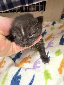 Julia -  Domestic Long Hair Cat for Adoption in Black Eagle, Montana - Julia | PetCurious