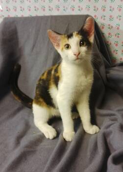 Faith 690 -  Domestic Short Hair Cat for Adoption - Faith 690 | PetCurious