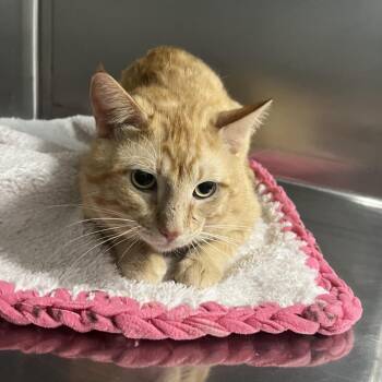 Domestic Short Hair Cats Available for Adoption - Garfield | PetCurious