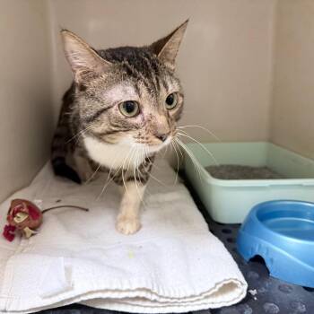 Domestic Short Hair Cats Available for Adoption in Auburn, Alabama - Pudding | PetCurious