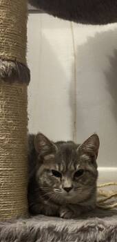 Rescue Domestic Short Hair Cats for Adoption in Lake Wylie, South Carolina - Sissy | PetCurious