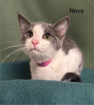 Rescue Domestic Short Hair Cats for Adoption in Wabash, Indiana - Nova | PetCurious