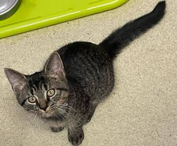 Rescue Domestic Short Hair Cats for Adoption in Westfield, New York - Audra | PetCurious