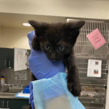 Domestic Short Hair Cats Available for Adoption in Los Angeles, California - Kelpie | PetCurious