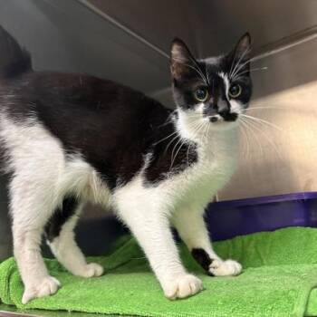 Kinnidy -  Domestic Short Hair Cat for Adoption in Kansas City, Missouri - Kinnidy | PetCurious