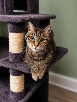 Bennett -  Domestic Short Hair and Tabby Cat for Adoption in Liverpool, New York - Bennett | PetCurious